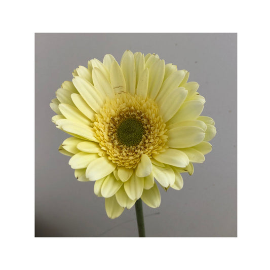 Gerbera crema