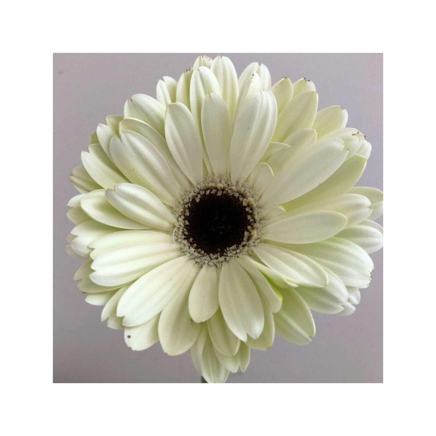 Gerbera blanca