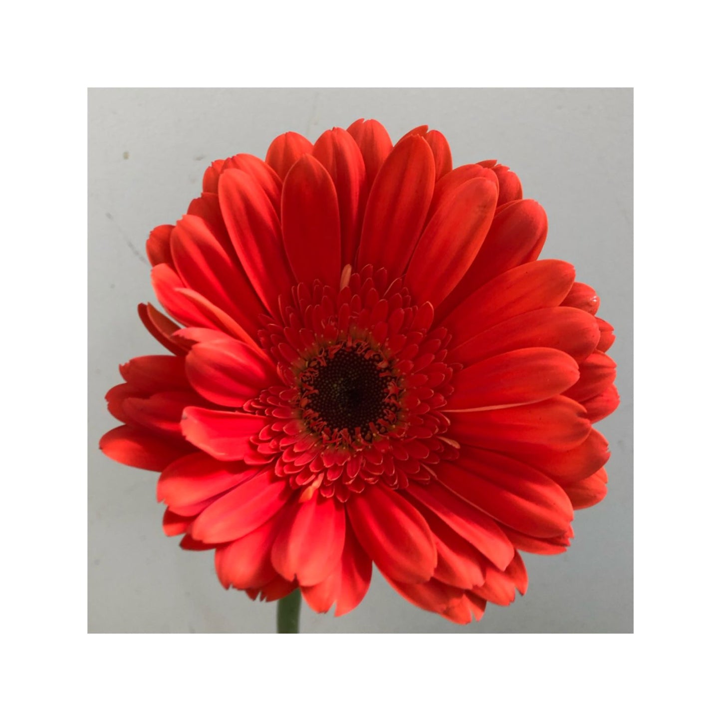 Gerbera naranja