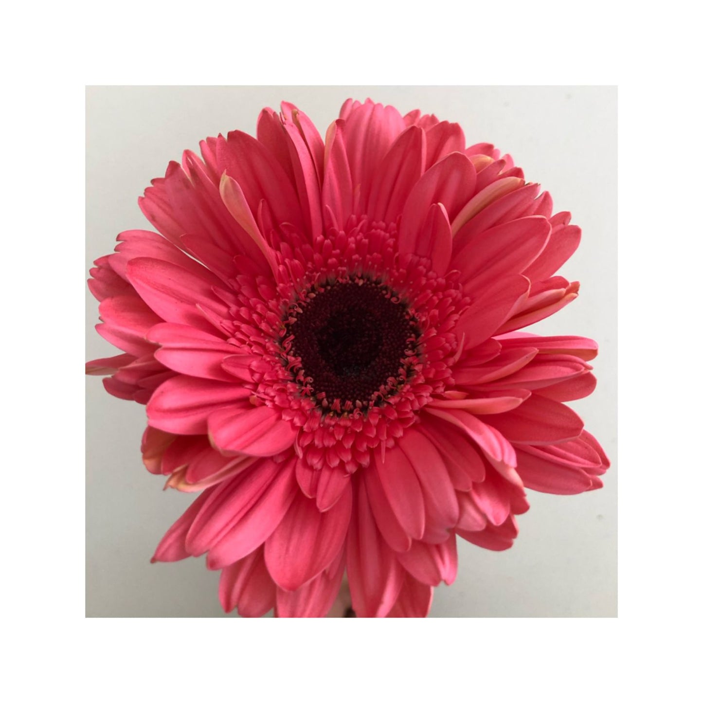 Gerbera rosada