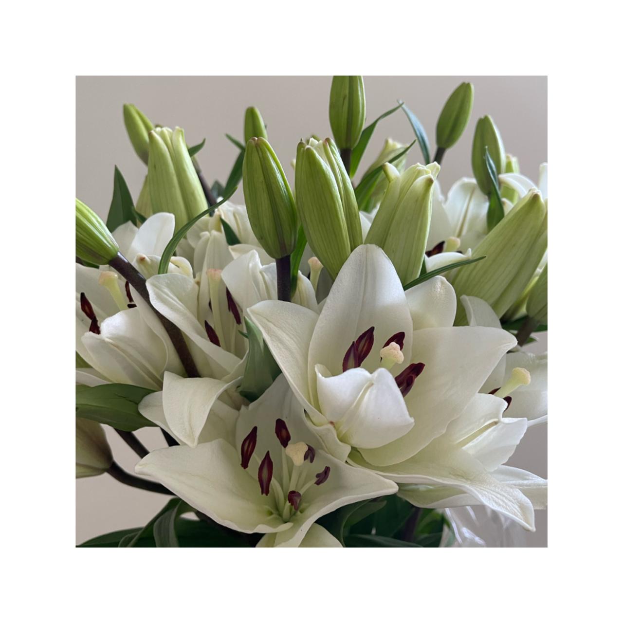 Lilium blanco