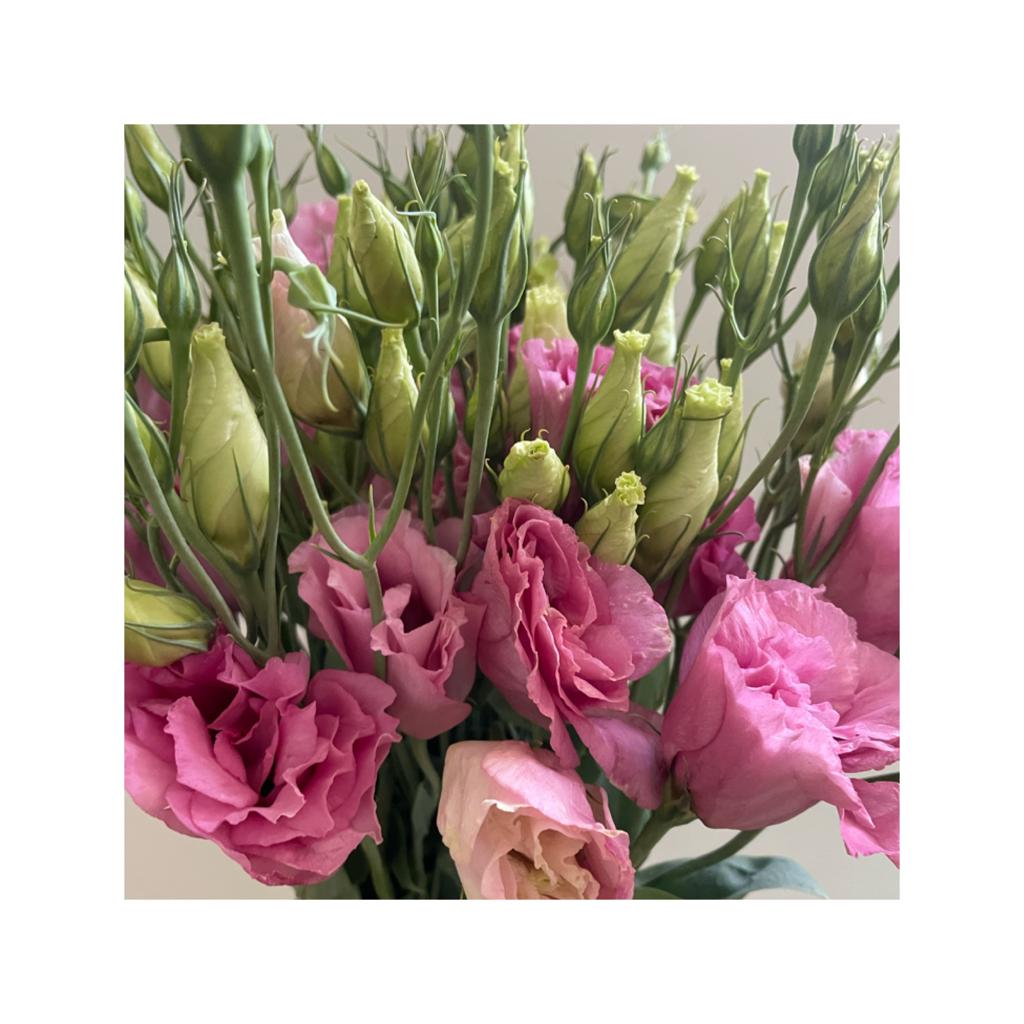 Lisianthus rosado