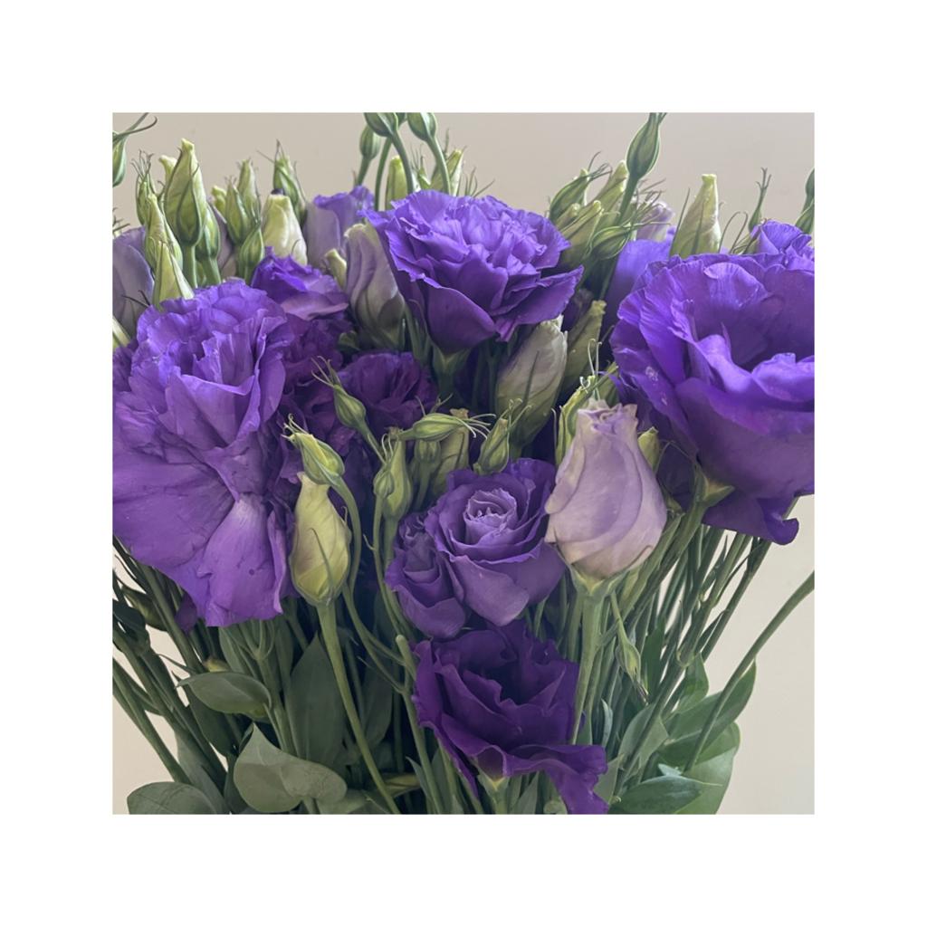 Lisianthus morado