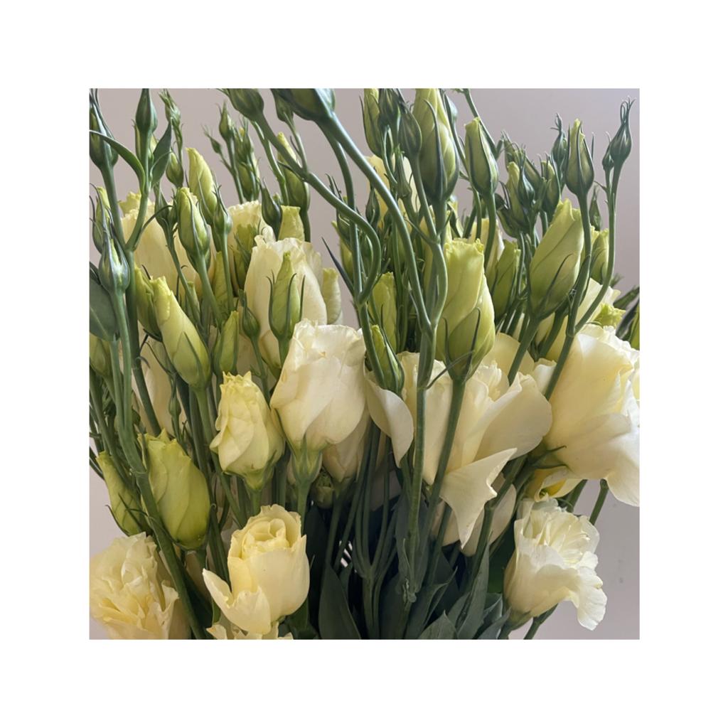 Lisianthus crema