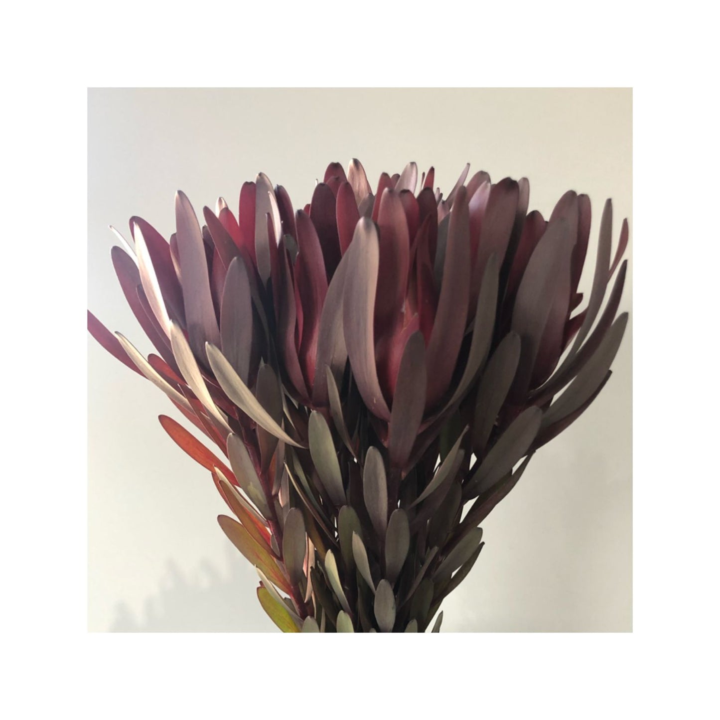 Proteas morada